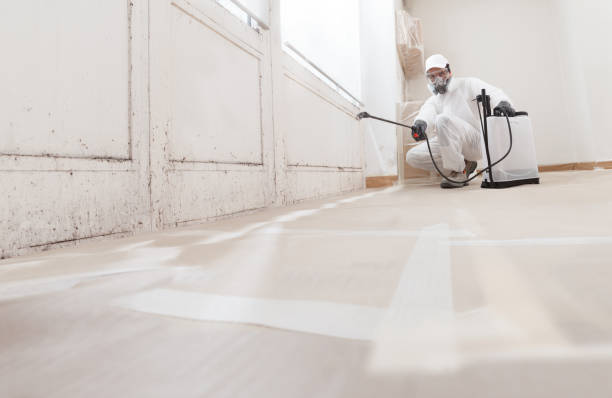 Black mold remediation team in Frankfort